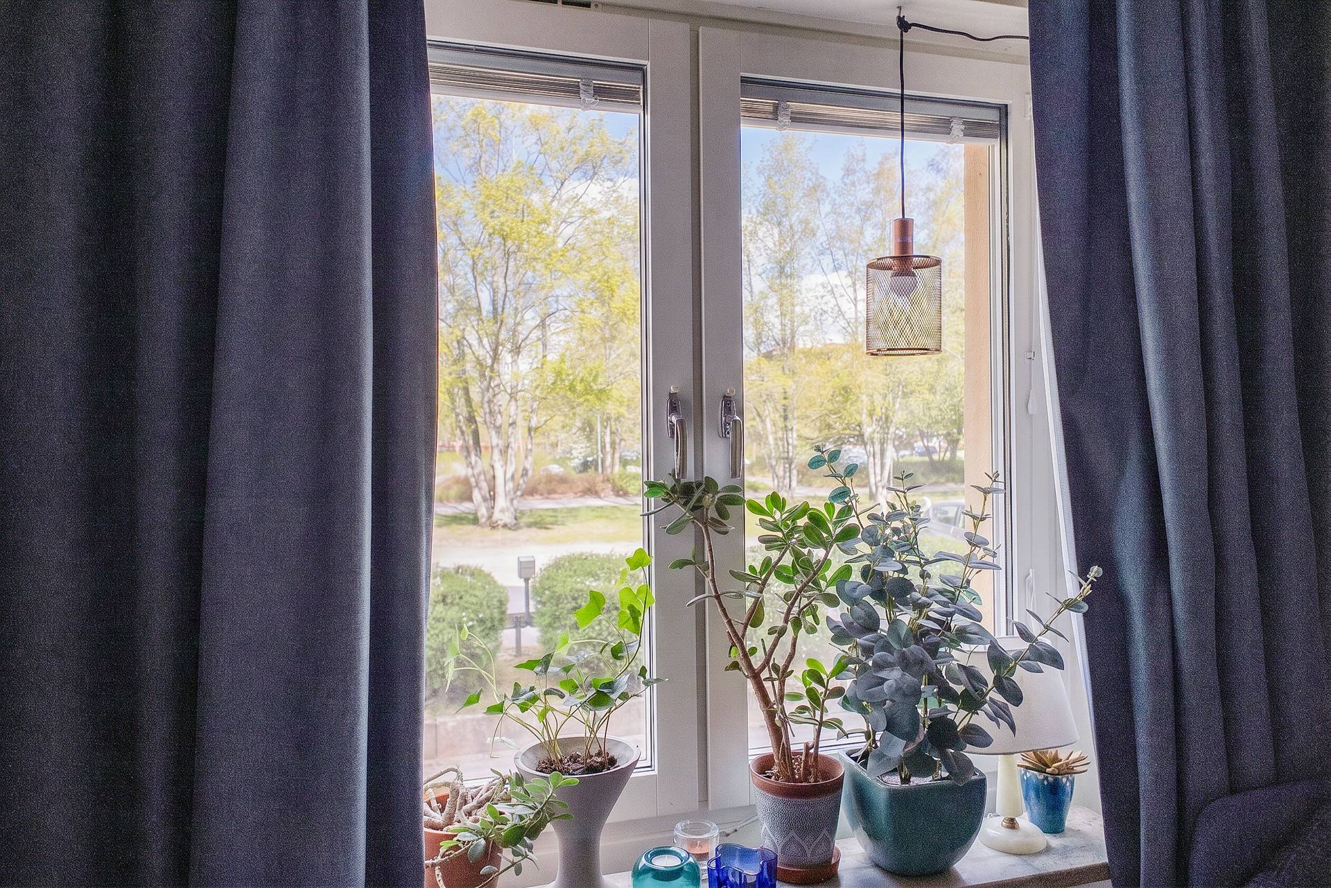 Utsikt från fönster